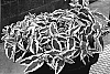 Diervilla%20sessilifolia%20%27LPDC%20Podaras%27