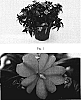 Impatiens%20%20x%20hybrida%20%27SAKIMP012%27