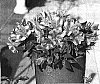 Alstroemeria%20hybrida%20%27Zapridapal%27