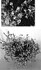 Chrysocephalum%20apiculatum%20%27Flochrora%27