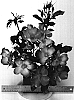 Rosa%20hybrida%20%27WEKclaflobo%27
