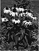 Echinacea%20purpurea%20%27Norwhinat%27