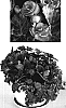 Begonia%20%20x%20tuberhybrida%20%27BEGO%20538%27