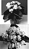 Kalanchoe%20blossfeldiana%20%27Don%20Martino%27