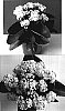 Kalanchoe%20blossfeldiana%20%27Don%20Martino%27