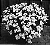 Aster%20ageratoides%20%27Starshine%27