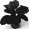 Calathea%20rosea-picta%20%27HGV03%27