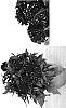 Pentas%20lanceolata%20%27DPRG%27