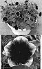 Petunia%20x%20hybrida%20%27Kumiyama%201%20Gou%27