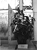 Campanula%20takesimana%20%27PKMTAK1%27