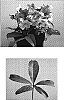 Helleborus%20%20x%20nigercors%20%27Candy%20Love%27