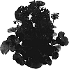 Pelargonium%20x%20hortorum%20%27Fisum%20Lilac%20Eye%27