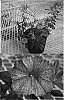 Calibrachoa%20sp.%20%27Sunbelsoil%27