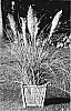 Cortaderia%20selloana%20%27Amco%27