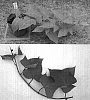 Ipomoea%20batatas%20%27Kyuikukan%203%27