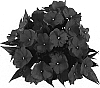 Impatiens%20hawkeri%20%27Tamar%20Dark%20Red%27