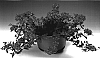 Verbena%20x%20hybrida%20%27Poena%27