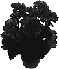 Pelargonium%20x%20hortorum%20%27Fisum%20Rose%20Eye%27