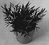 Pogonatherum%20paniceum%20%27BA50002%27