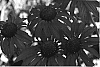 Echinacea%20spp.%20%27Tomato%20Soup%27