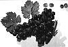Vitis%20vinifera%20%27Cara%20Seedless%27