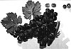 Vitis%20vinifera%20%27Cara%20Seedless%27