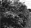 Rubus%20ideaus%20L.%20%27Georgia%27