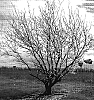 Prunus%20dulcis%20%27Sweetheart%27
