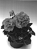 Pelargonium%20zonale%20%28L%29%20L%27H%27erit.%20ex%20Ait%20%27Zomon%27