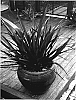 Phormium%20cookianum%20%27Ruby%20Tuesday%27