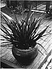 Phormium%20cookianum%20%27Ruby%20Tuesday%27