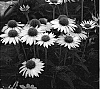 Echinacea%20purpurea%20%27Purity%27