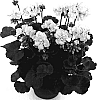 Pelargonium%20%20x%20hortorum%20%27Fisum%20White%27