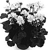 Pelargonium%20%20x%20hortorum%20%27Fisum%20White%27