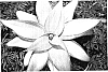 Agave%20attenuata%20%27KARA%27S%20STRIPES%27