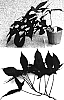 Ipomoea%20batatas%20%27Kyuikukan%202%27