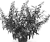 Angelonia%20angustifolia%20%27DANGELON13%27