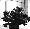 Campanula%20sp.%20%27PKMT02%27