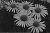 Echinacea%20spp.%20%27Mac%20%27n%27%20Cheese%27