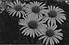 Echinacea%20spp.%20%27Mac%20%27n%27%20Cheese%27