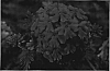 Verbena%20x%20hybrida%20%27Carmali%27