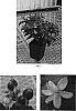Hypericum%20androsaemum%20%27Seifire%27