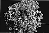 Pelargonium%20citrosum%20%27Frosted%27