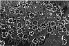 Coreopsis%20spp.%20%27Cranberry%20Ice%27