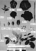 Rosa%20hybrida%20%27Meikatana%27
