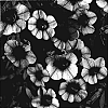 Calibrachoa%20sp.%20%27KLECA06124%27