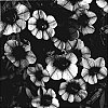 Calibrachoa%20sp.%20%27KLECA06124%27
