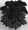 Pelargonium%20grandiflorum%20%27Regsur%27