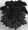 Pelargonium%20grandiflorum%20%27Regsur%27