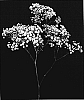 Gypsophila%20hybrida%20%27Esm%20Alicia%27